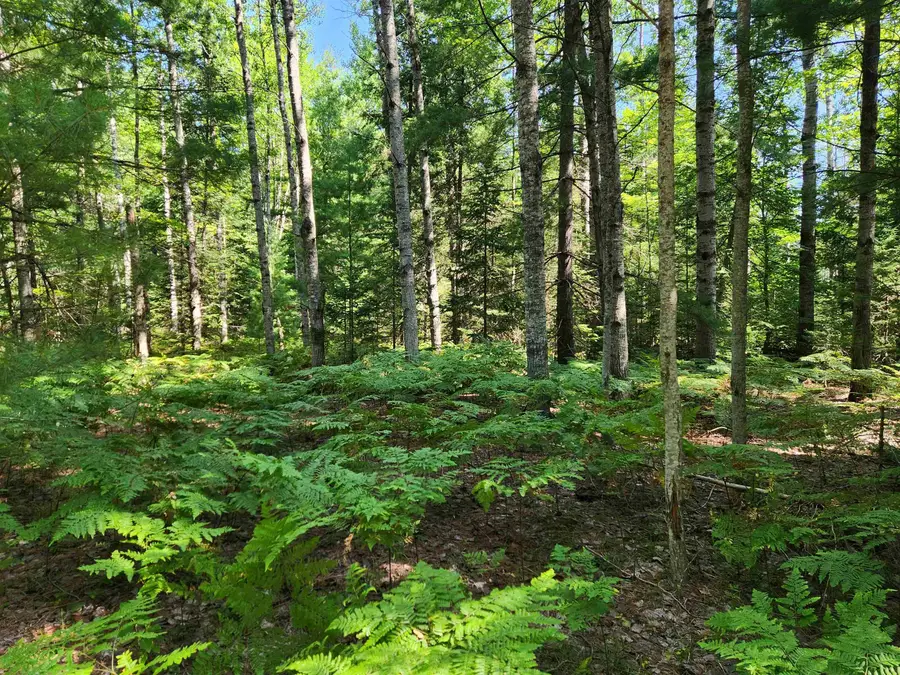 10 Acres Christie, Kalkaska, MI 49646 - #3