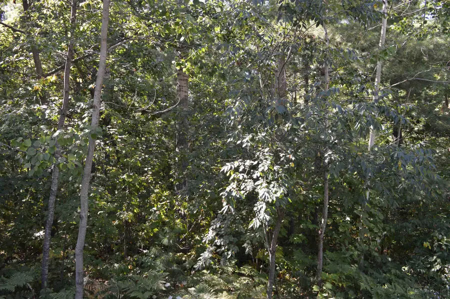 2040 Driftwood, Kalkaska, MI 49646 - #3