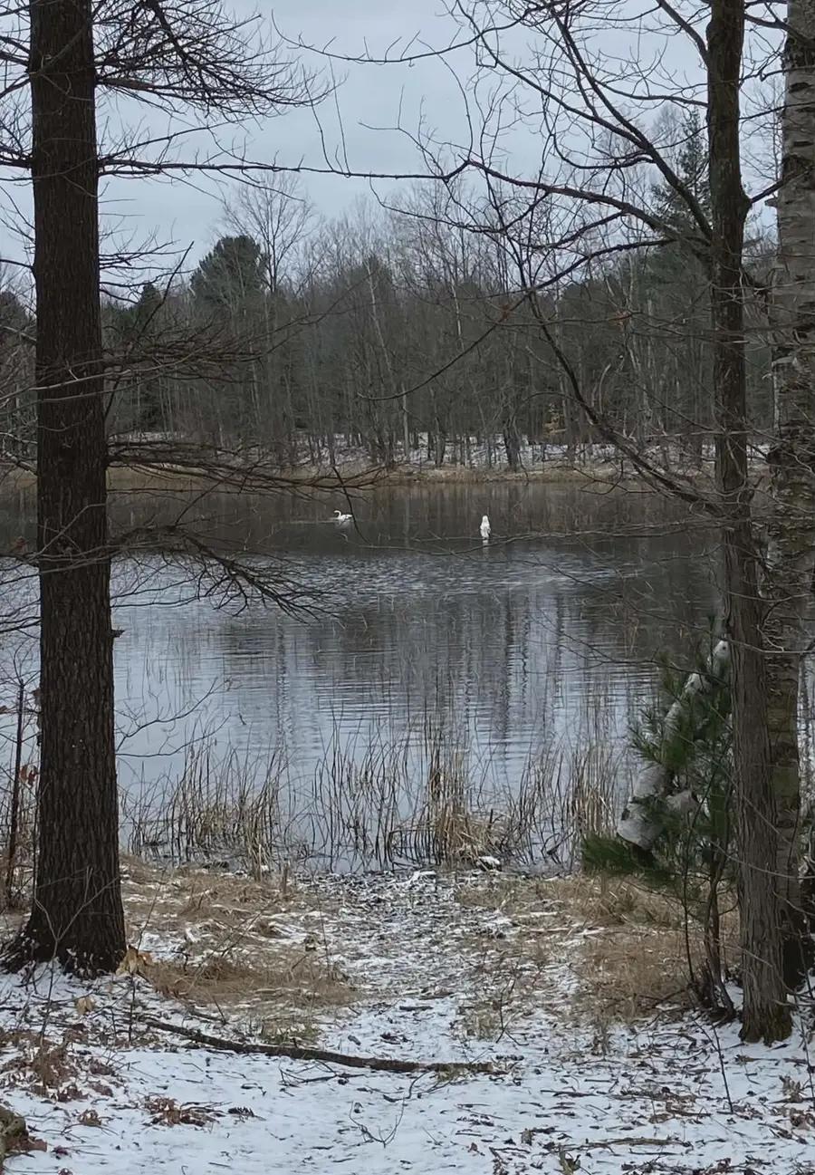 20047 Davis Lake, Almira, MI 49684 - #3