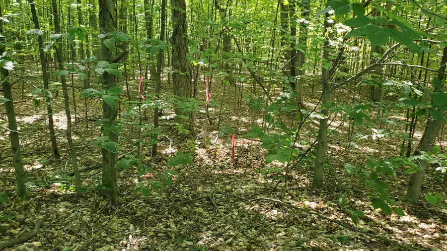 00 Marilla RD, Copemish, MI 49625 - #2