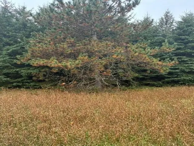 00 Bush, Bellaire, MI 49615 - #2