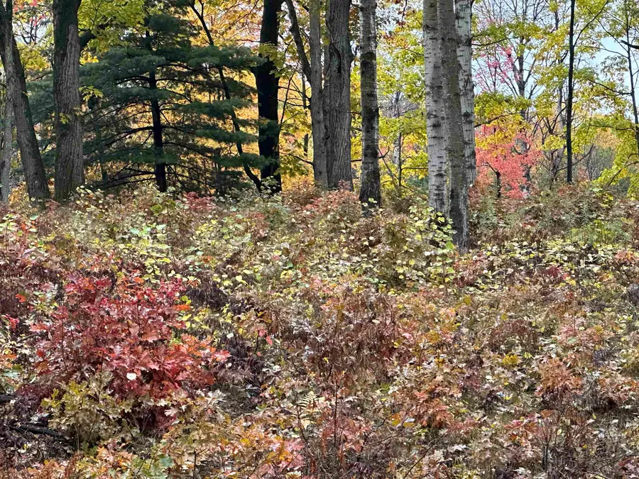 Lot #5 N Circle E, Farwell, MI 48622 - #2