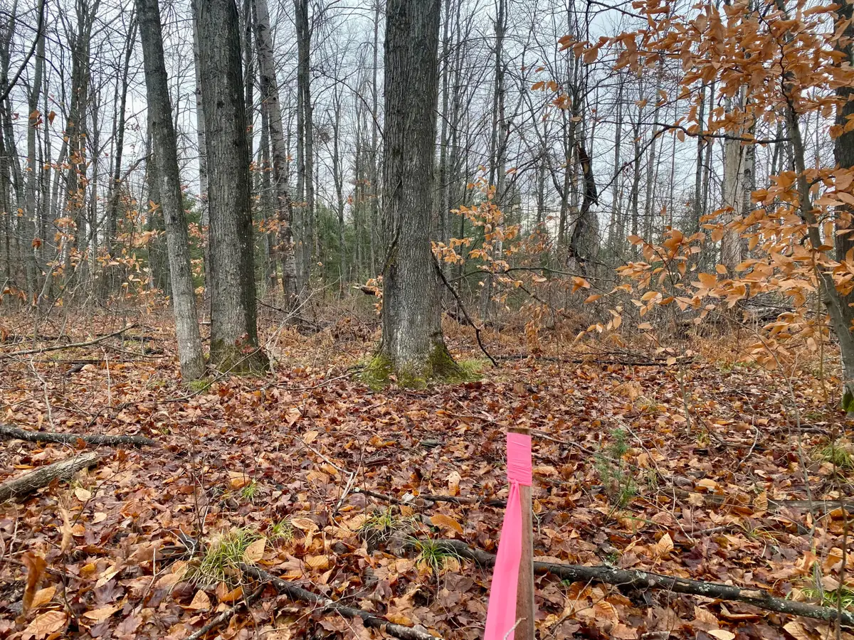 7535 Finnegan Road, Johannesburg, MI 49751 - Image #1