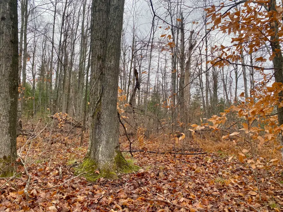 7535 Finnegan Road, Johannesburg, MI 49751 - Image #3