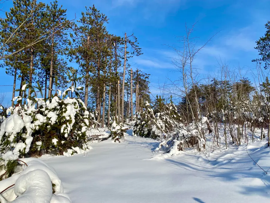 1840 Tree Farm Road, Gaylord, MI 49735 - Image #3