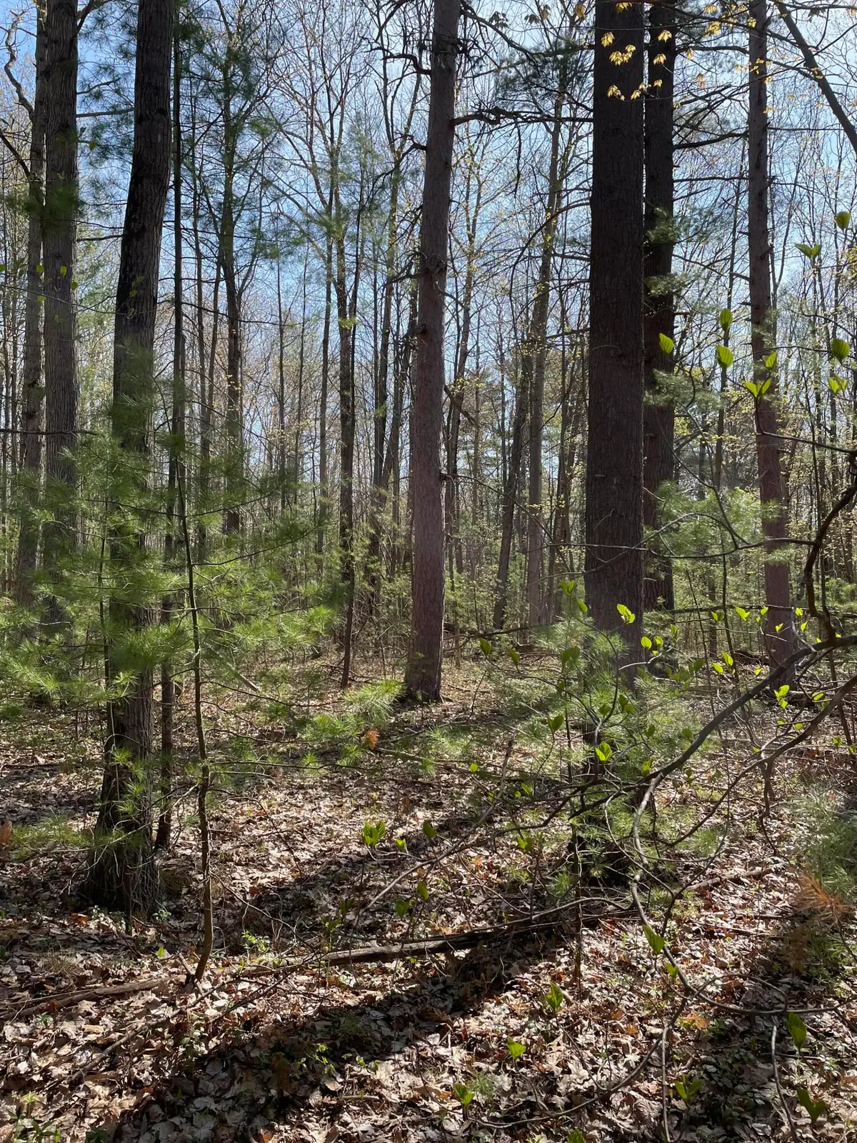 10 Lots Arthur Street, Topinabee, MI 49791 - Image #1