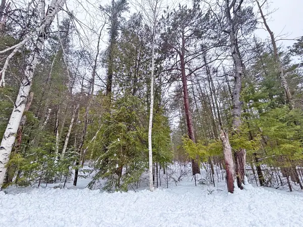 L 275-276 Lakehurst Drive, Presque Isle, MI 49777