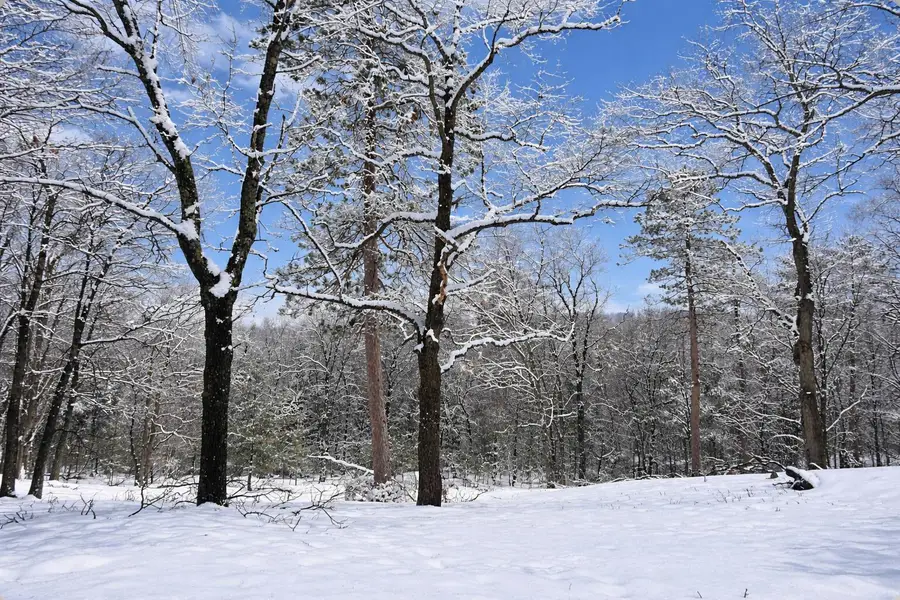 8119 Wolverine Trail, Atlanta, MI 49709 - #3