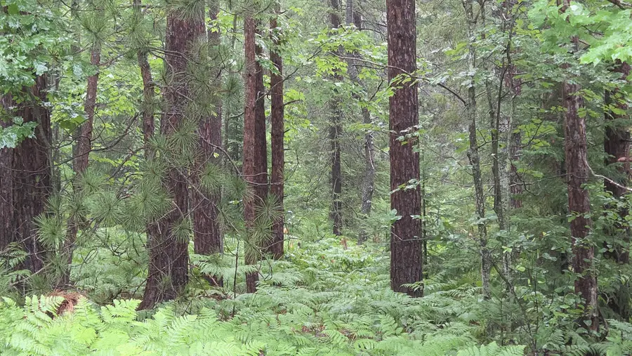 16844 Evergreen Drive, Wolverine, MI 49799 - #3