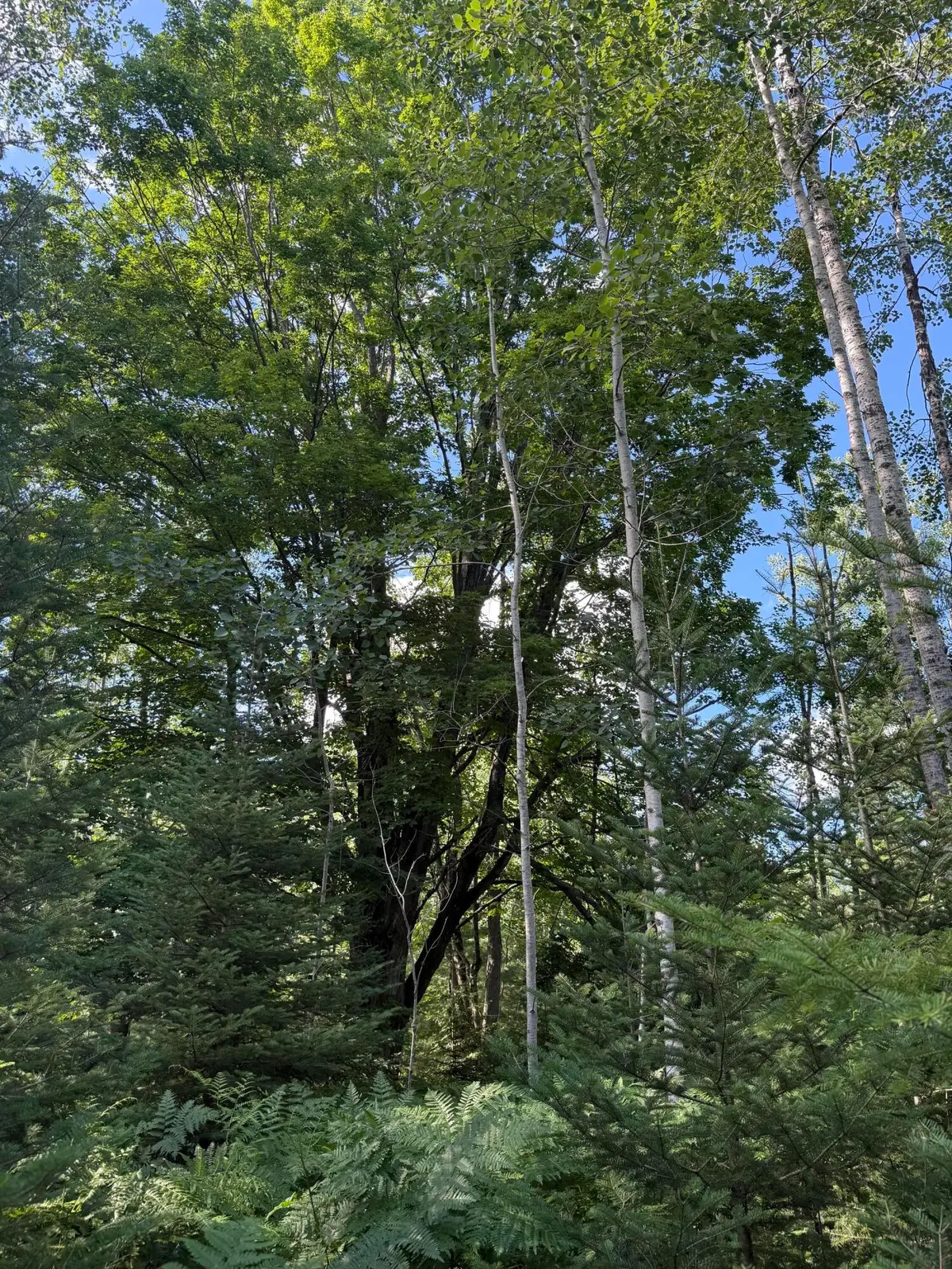 80 AC Herron Road, Alpena, MI 49707 - #1