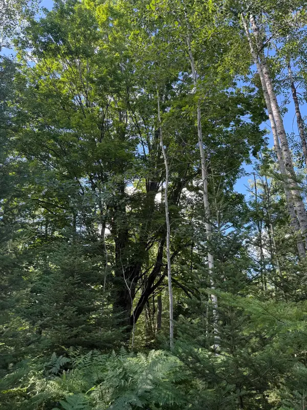 80 AC Herron Road, Alpena, MI 49707