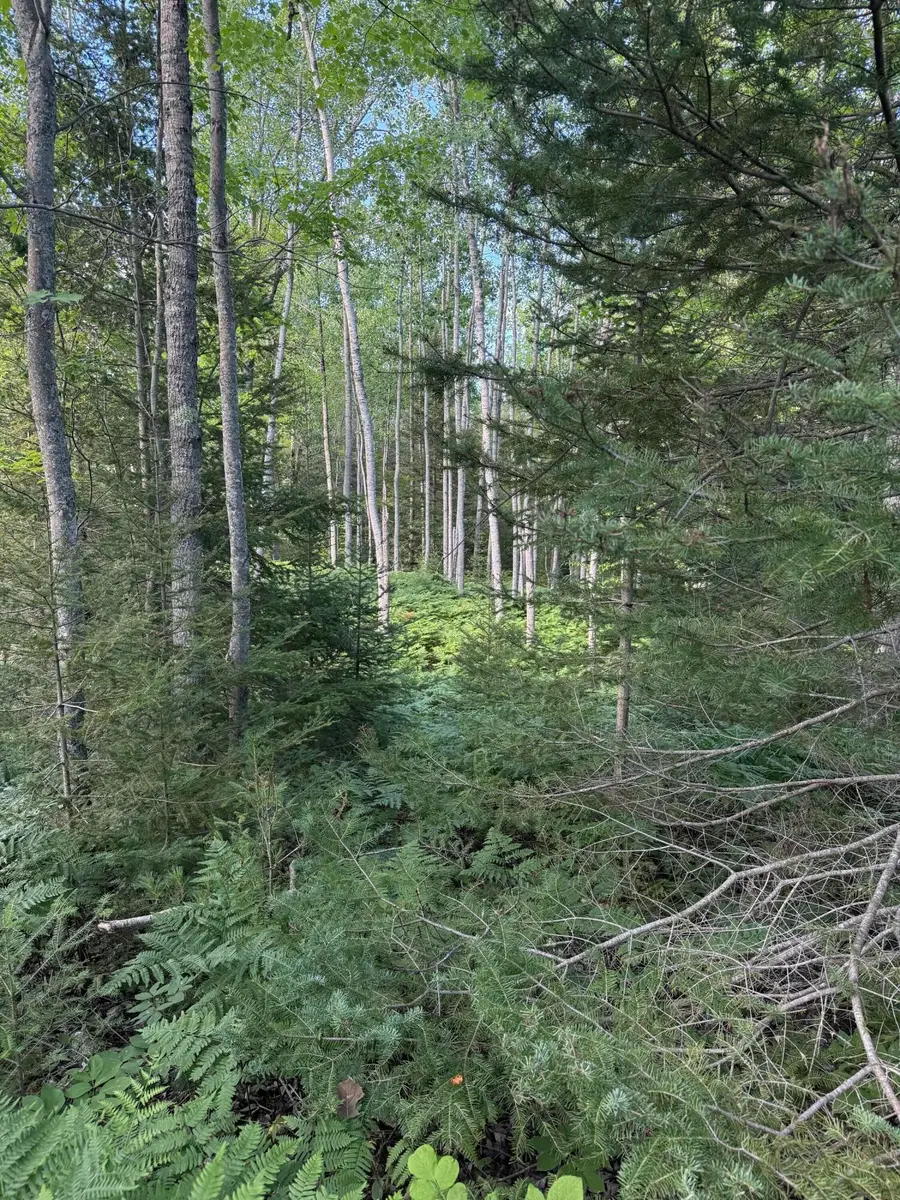 80 AC Herron Road, Alpena, MI 49707 - #3