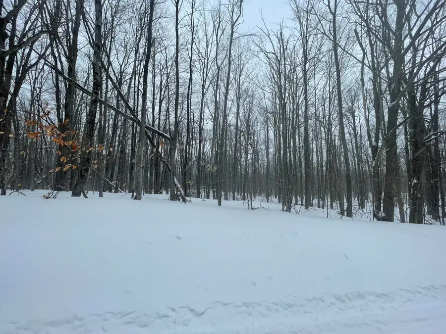 L 320-321 Whispering Pines Drive, Mancelona, MI 49659 - #3