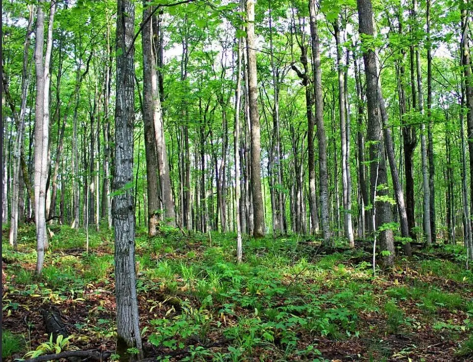 4292 Valleyview Trail, Elmira, MI 49730 - #1