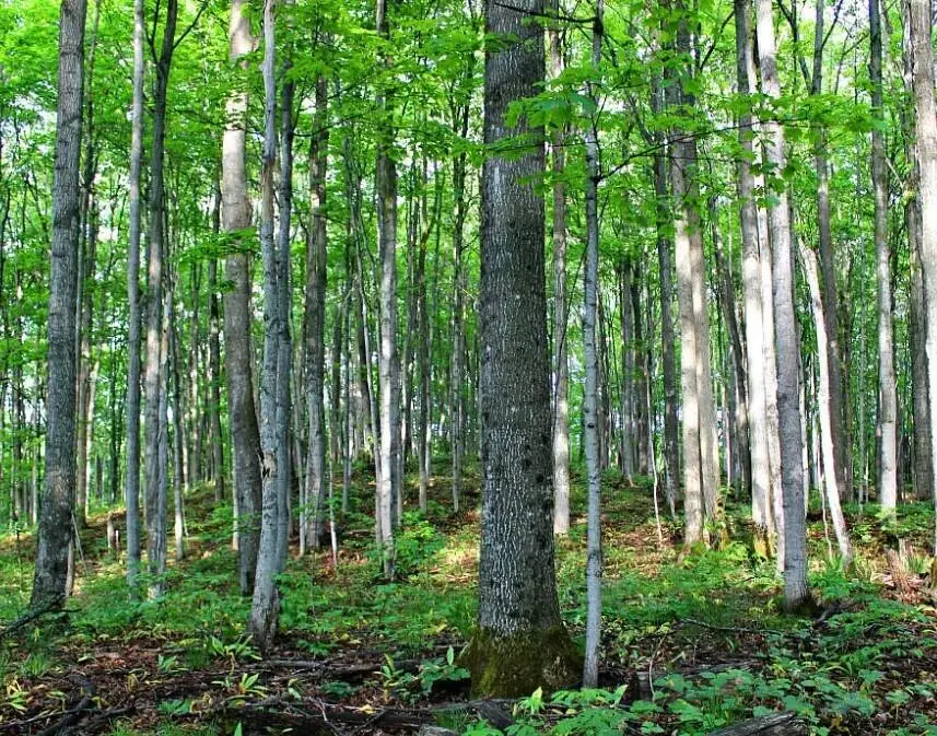 4292 Valleyview Trail, Elmira, MI 49730 - #2