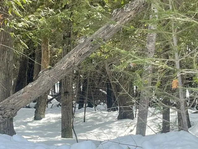 1.24 AC E Huron Drive, Pointe Aux Pins, MI 49775 - #3