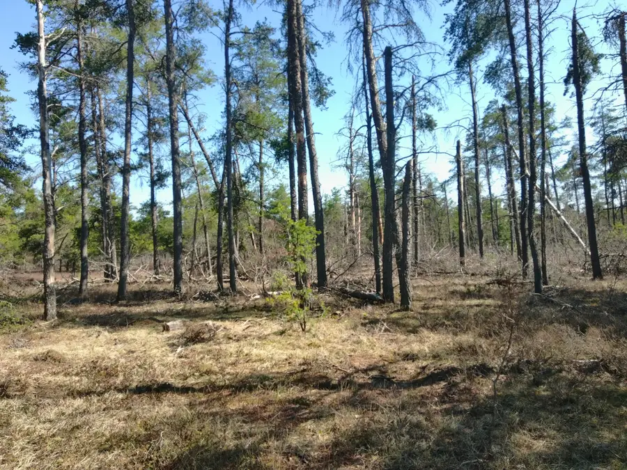 3 AC Big Creek Lodge Road, Grayling, MI 49738 - #3