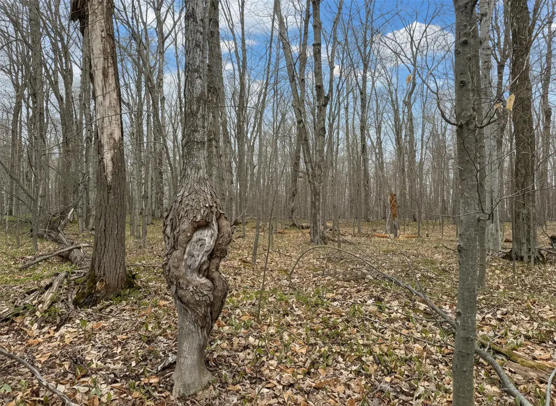 1.7 AC Latocha Road, Pellston, MI 49769 - #1