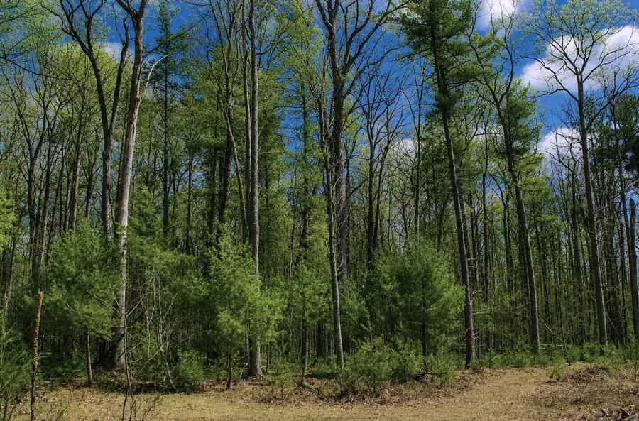 6180 N Roscommon Road, Roscommon, MI 48653 - #3