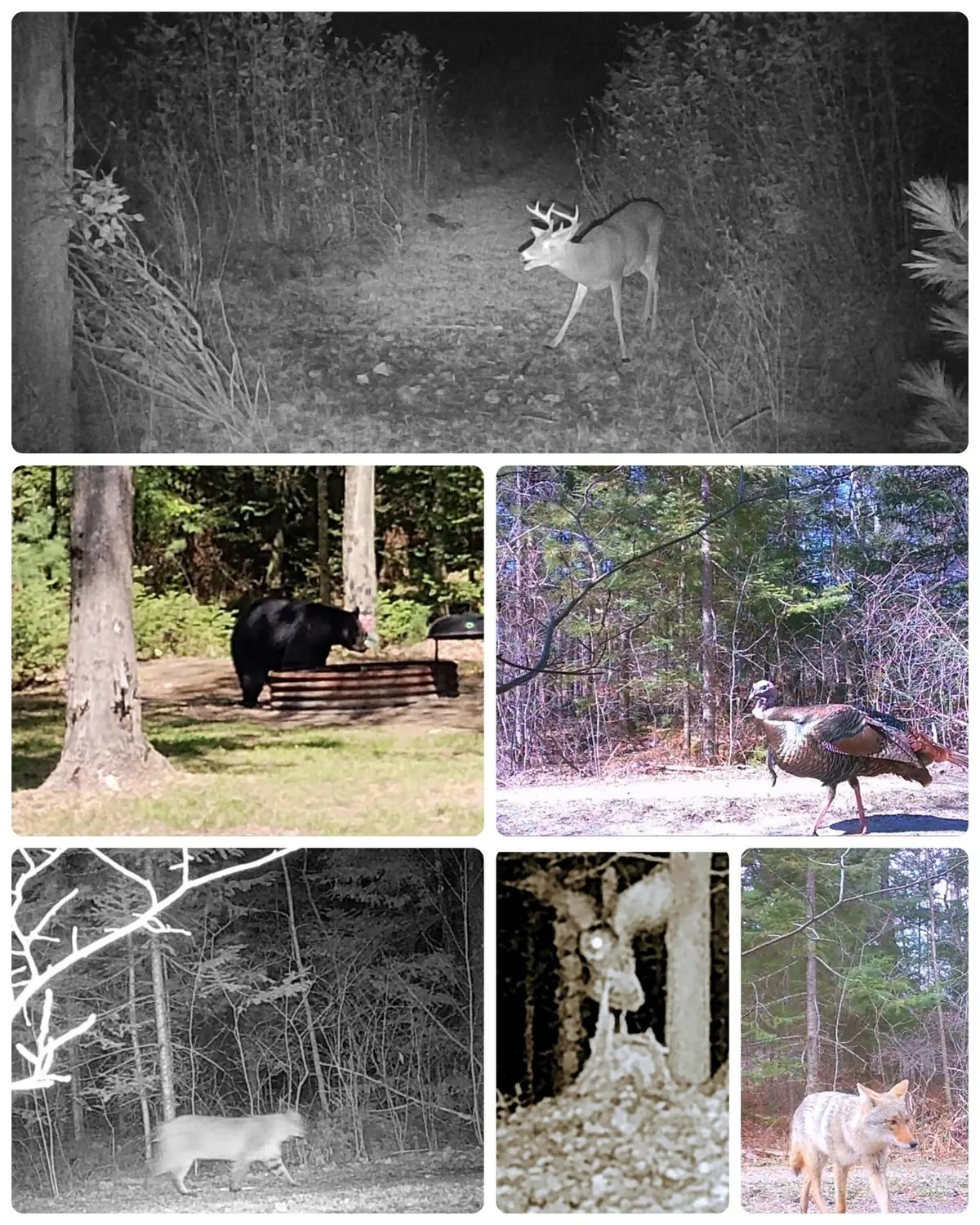 Parc 7 & 8 Lund Road, Fife Lake, MI 49633 - #1