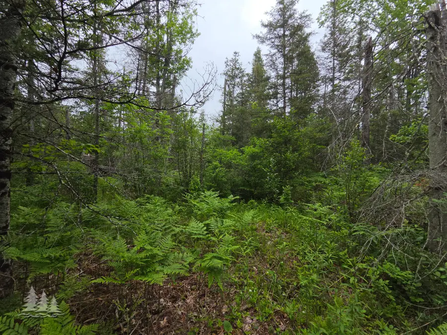 19180 Michigan 32, Hillman, MI 49746 - #3