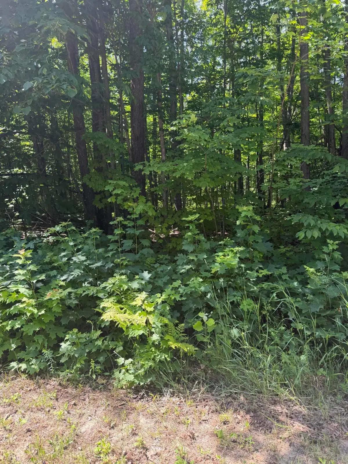 Lot 185 Forest Grove Drive, Mancelona, MI 49659 - #1