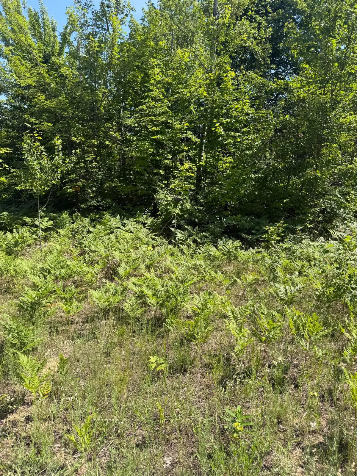 Lot 64 Northover Circle Road, Mancelona, MI 49659 - #1