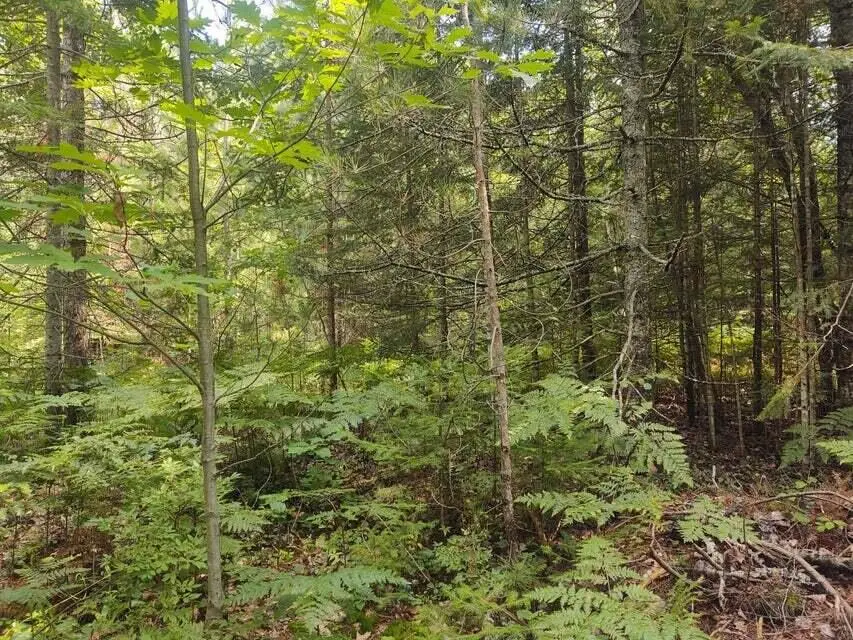 Grace Harbor Road, Ocqueoc, MI 49759 - #2
