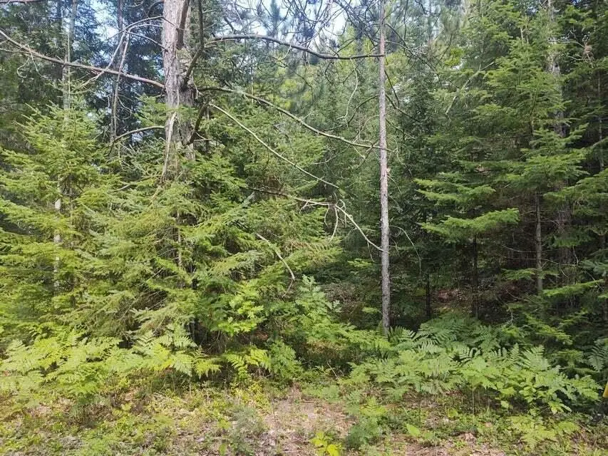 Grace Harbor Road, Ocqueoc, MI 49759 - #3