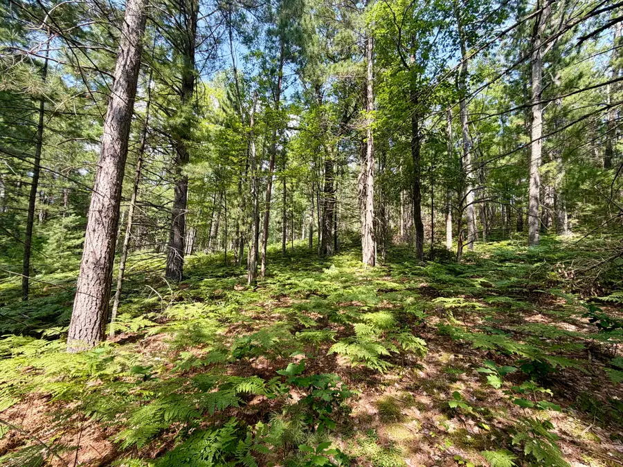6 Acres Nature Ridge Trail, Vanderbilt, MI 49795 - #3