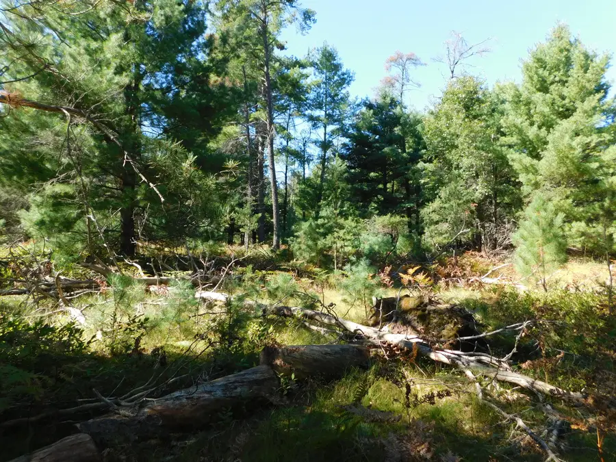 V/L 3 AC Wakeley Bridge Road, Grayling, MI 49738 - #3
