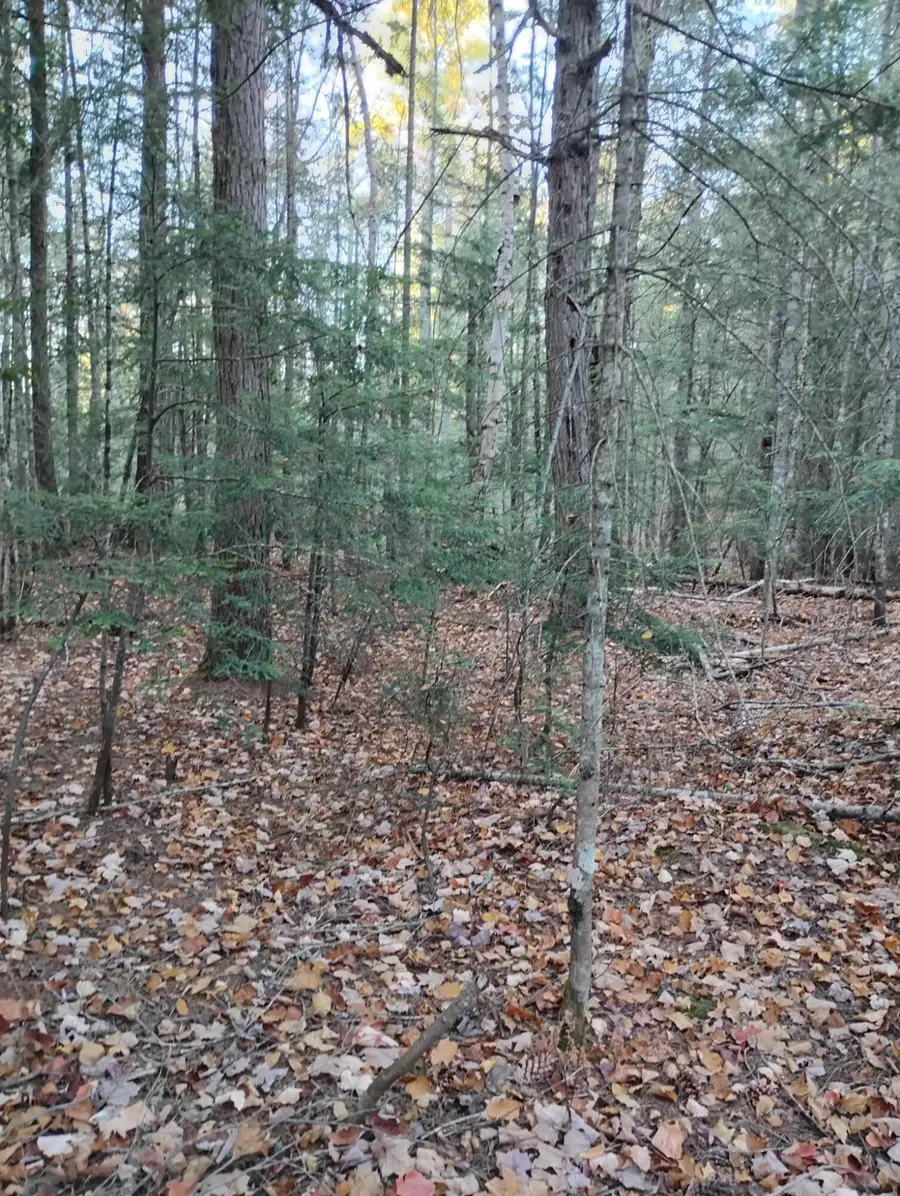 v/l 20ac W Verns Road, Paradise, MI 49768 - #3