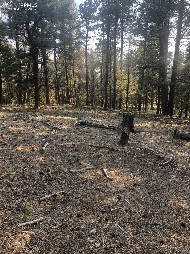 469 Echo Lake Drive, Lake George, CO 80827 - #2