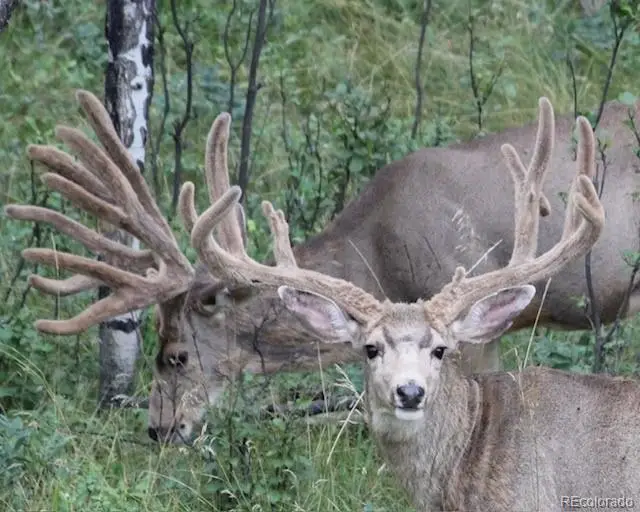 Tbd Cathedral Trail, Conifer, CO 80433 - #2