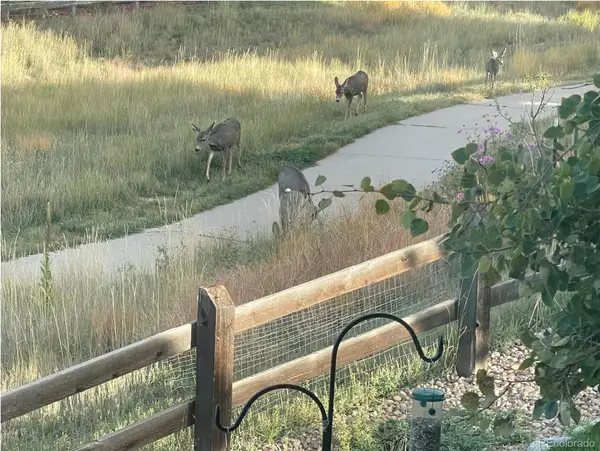 3303 Starry Night Loop, Castle Rock, CO 80109