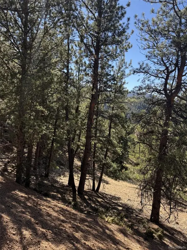 1440 Pikes Peak Drive, Divide, CO 80814