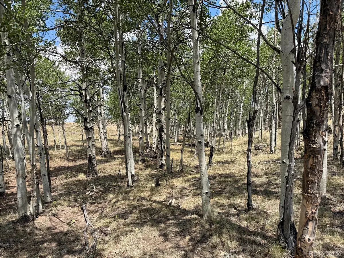 832 Ahlers Lane, Hartsel, CO 80449 - #1