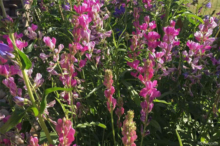 8704 Yucca Street, Arvada, CO 80007 - Image #3