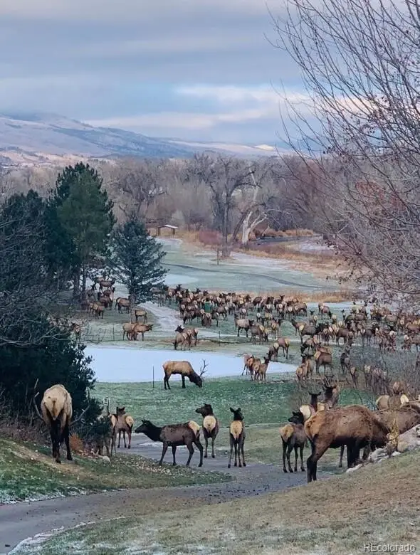 734 Rossum Drive, Loveland, CO 80537 - #2