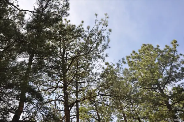 Wood Sorrel Rd, Larkspur, CO 80118