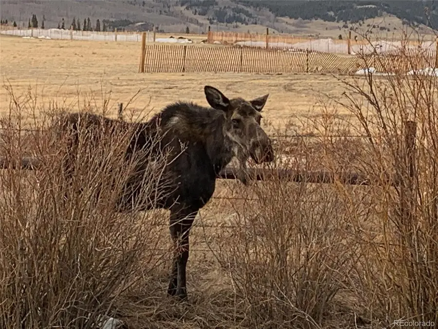 Michigan Hill Road, Jefferson, CO 80456 - Image #2
