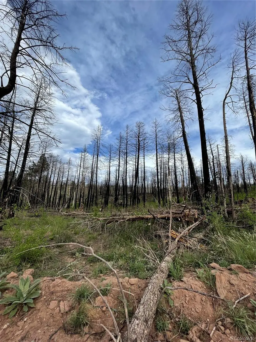 986 Levy Place, Fort Garland, CO 81133 - Image #3