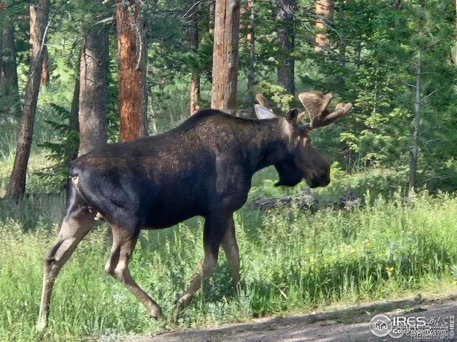 18673 Highway 7, Lyons, CO 80540 - Image #3