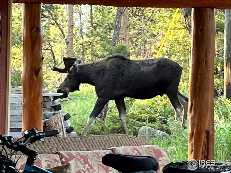 410 Eagle Tree Circle, Red Feather Lakes, CO 80545 - Image #3