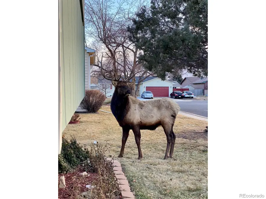 240 Blossom Drive, Loveland, CO 80537 - #3