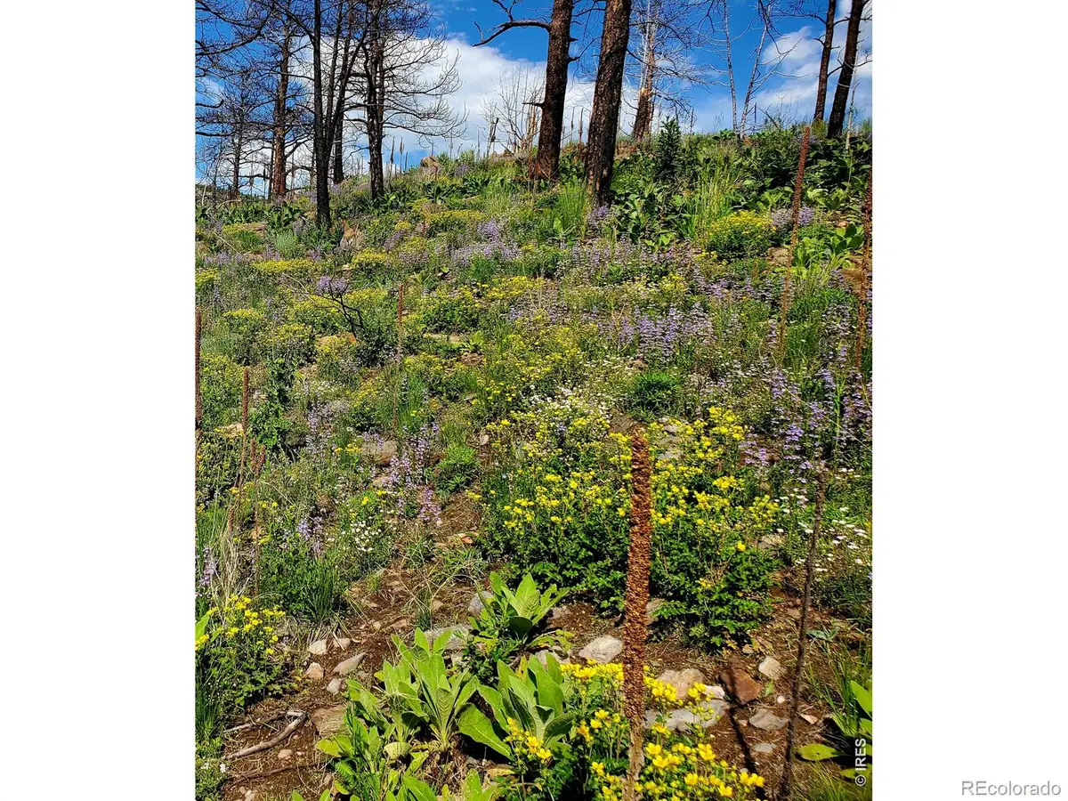 957 Stringtown Gulch Road, Bellvue, CO 80512 - #1