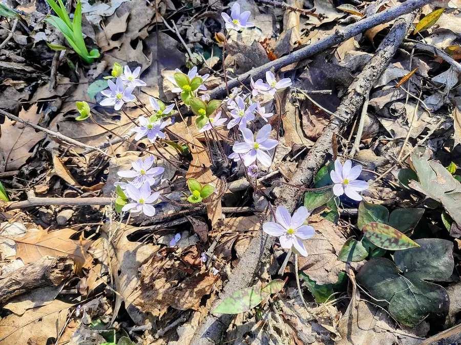 35W343 Riverside Drive, Saint Charles, IL 60174 - #3