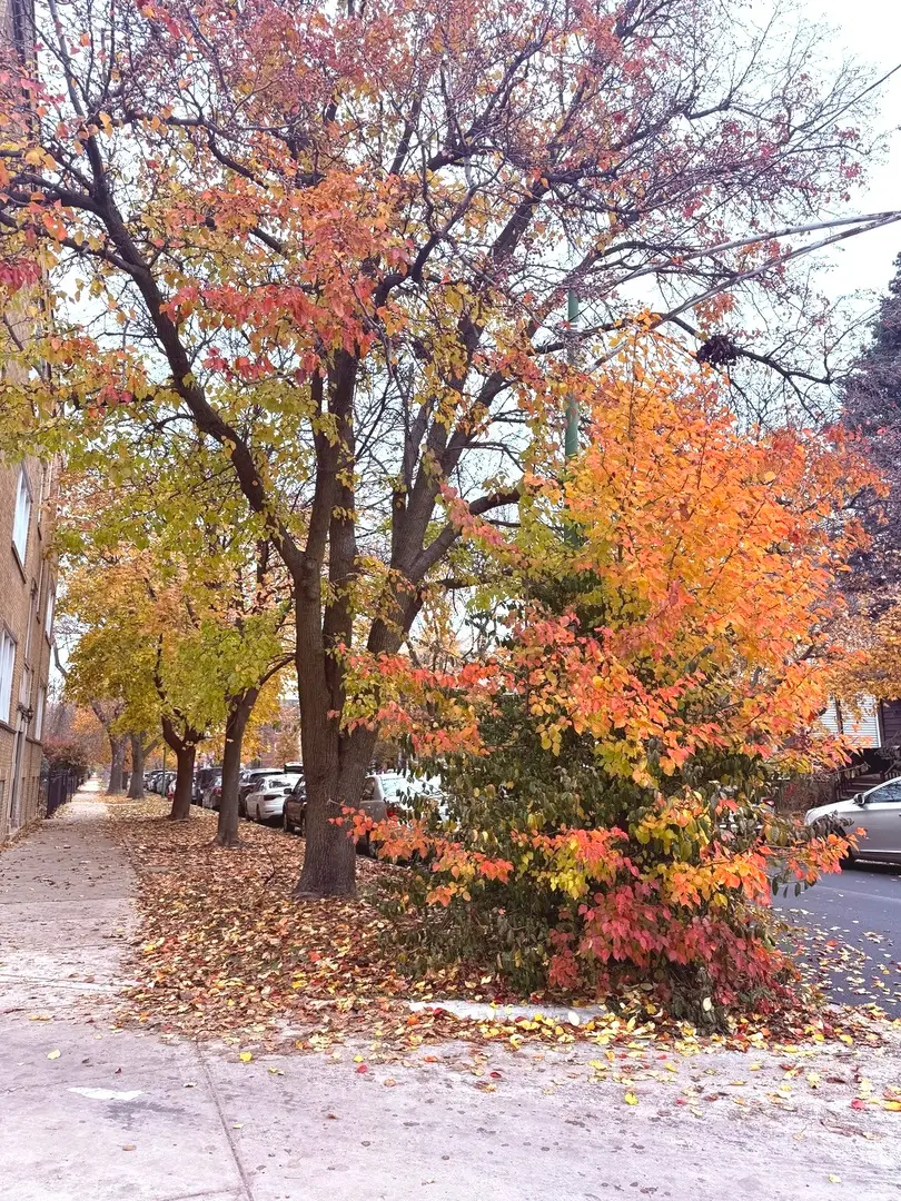 4034 N Monticello Avenue, Chicago, IL 60618 - Image #3