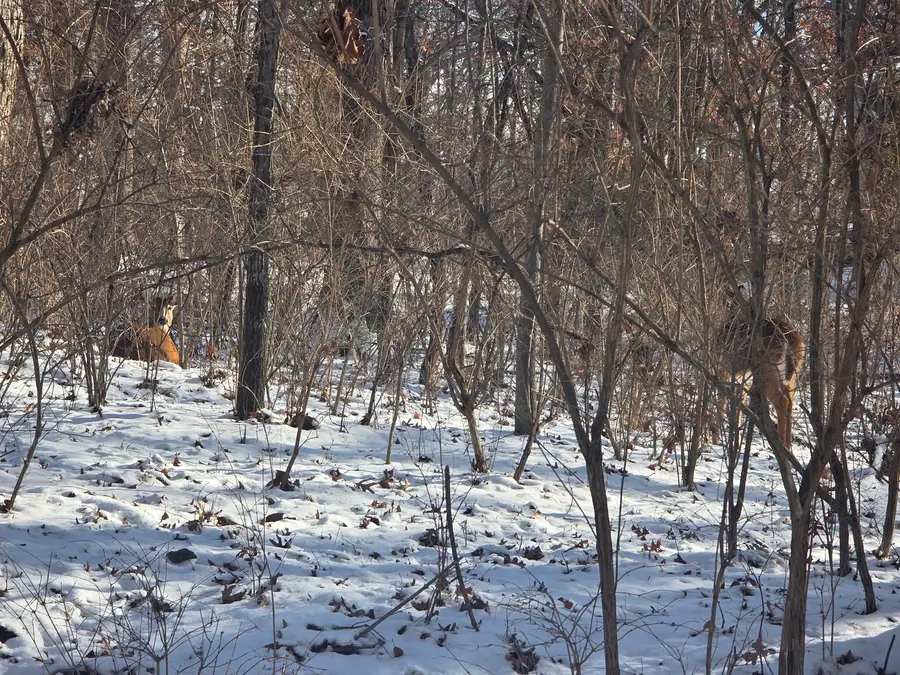 916 Missouri Drive, Dixon, IL 61021 - Image #3