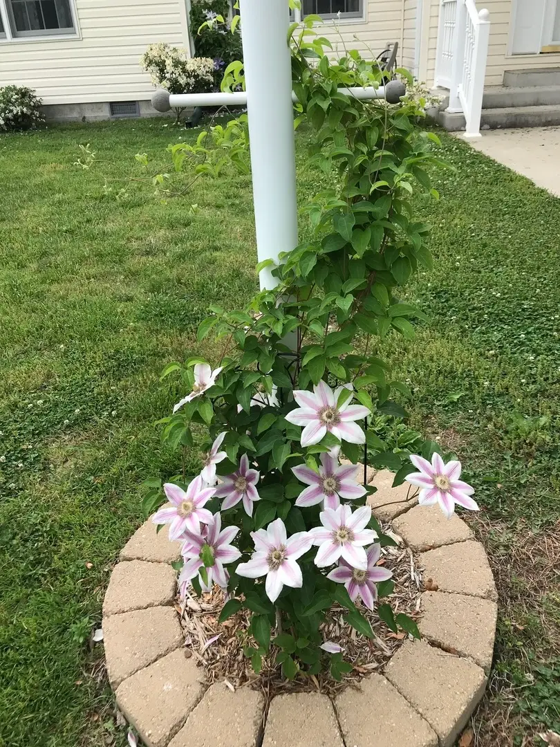 1015 S Locust Street, Sesser, IL 62884 - Image #2